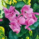 Ranieri Wanderlingh Naturalismi