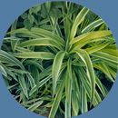 Ranieri Wanderlingh Naturalismi